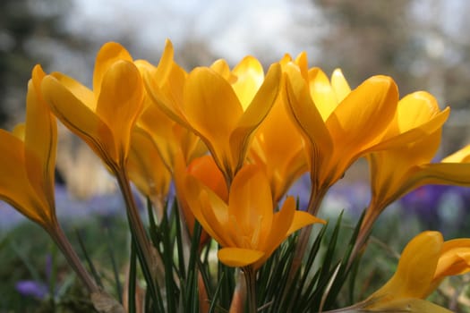 Close-up of crocuses in a flower meadow