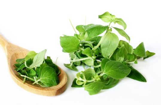 fresh oregano on a wooden spoon