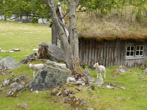 Sheep  and lambs grazing by a mountain cabin