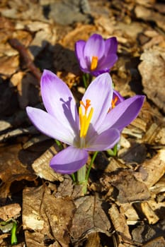 Beautiful pink saffron spring flower amid dried leaves