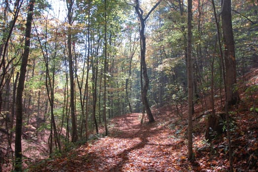 A hiking trail in the fall of the year with leaves on the ground