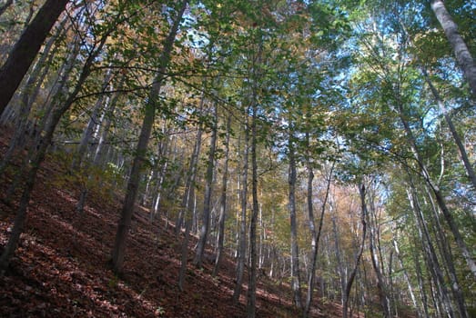 A hiking trail in the fall of the year with leaves on the ground