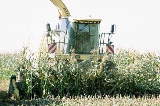 Corn being harvested