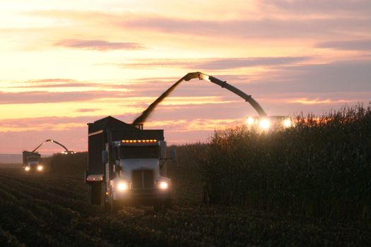 Corn harvest in the sunset