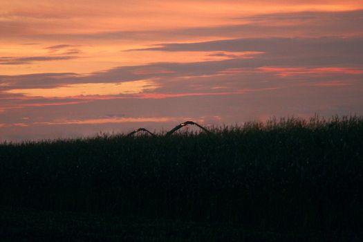 Choppers harvesting at sunset