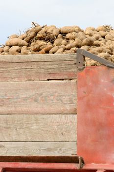 Potatoes in a harvest truck