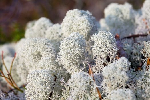 Reindeer lichen under natural conditions. Autumn