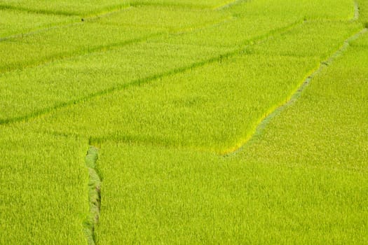 Green paddy field background in Madagascar