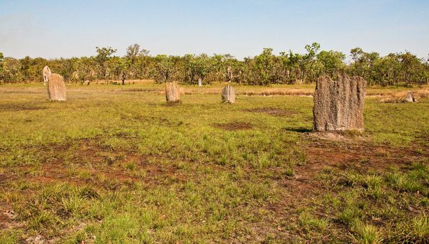 termite mounds in northern territory, australia