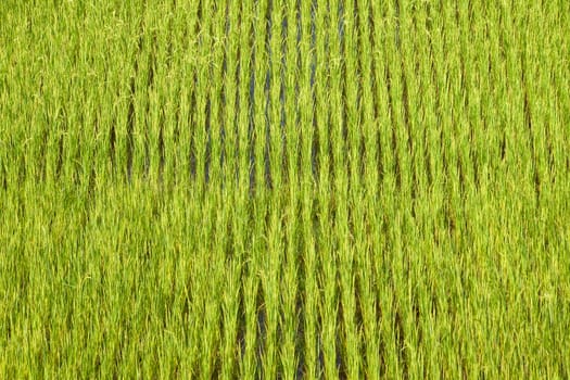 Green paddy field background in Madagascar