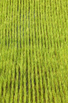 Green paddy field background in Madagascar