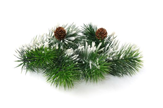 Conifer branches with cones sprinkled with snow on white background
