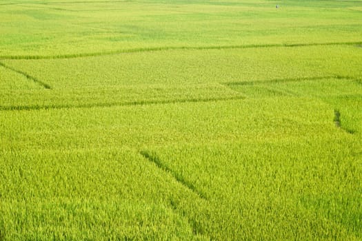 Green paddy field in Madagascar