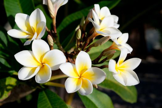 Three flowers of frangipani (plumeria), tropical flower