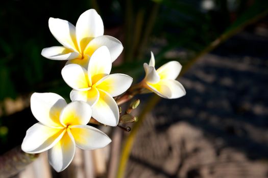 Three flowers of frangipani (plumeria), tropical flower