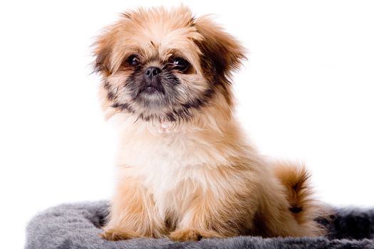 Cute little pekingese dog isolated on white 