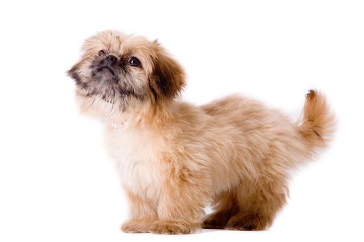 Cute little pekingese dog isolated on white 