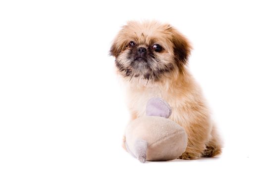 Cute little pekingese dog isolated on white 