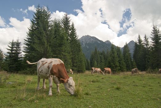 Grazing Animals on Dolomites Meadows, Northern Italy