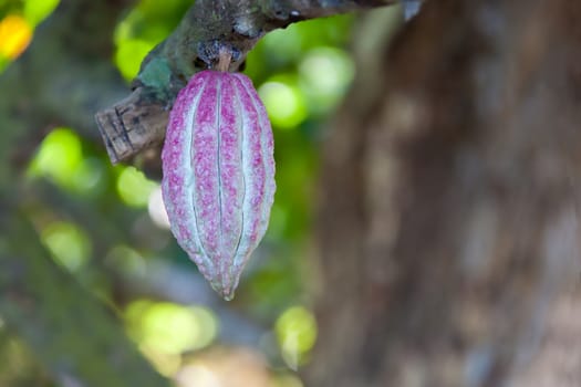 Cocoa pod from Ambanja, Madagascar