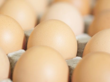 close up of fresh chicken eggs