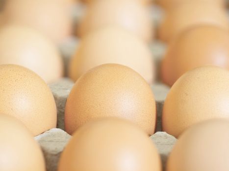 close up of fresh chicken eggs