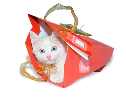 Funny kitten in red packet