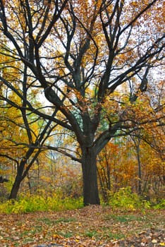 Colorful orange autumn: tree and fall leaves