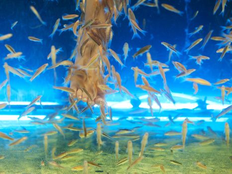 Young girl dipping her legs inside an aquarium filled with by Garra rufa aka Doctor Fish inThailand