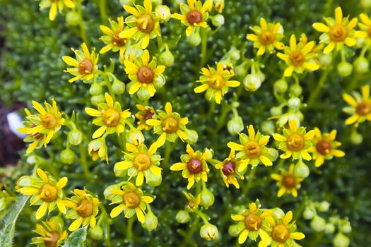 Beautiful yellow Saxifraga aizoides in Julian Alps in Slovenia