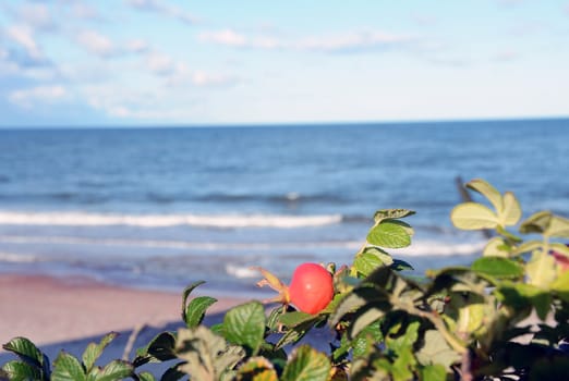 Thorns growing near lake. Edible fruit with many seeds inside. Natural background.