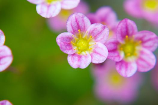 Shot of beautiful macro flower, delicate and colorful