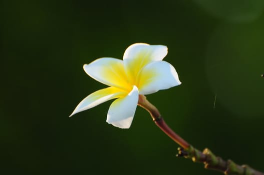 beautiful plumeria flower on tree