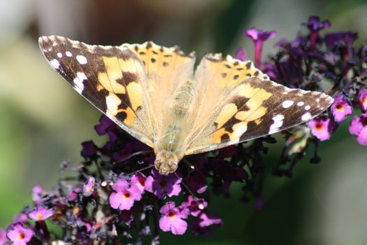 Diestelfalter ("Vanessa cardui")beim Nektar saugen	
Thistle butterfly (Vanessa cardui) suck the nectar