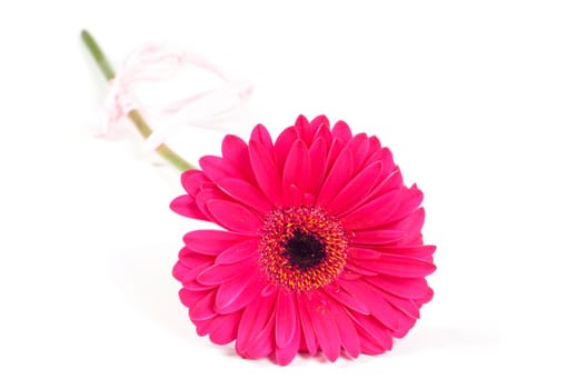 Shot of pink gerbea isolated on white