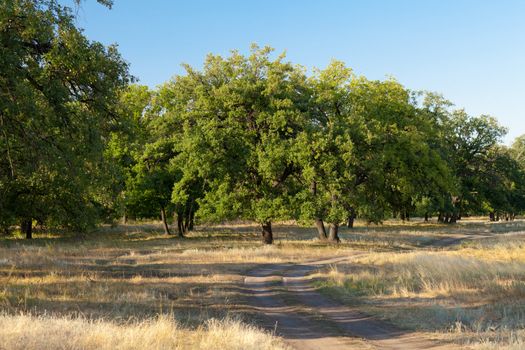 a road in the oaks forest