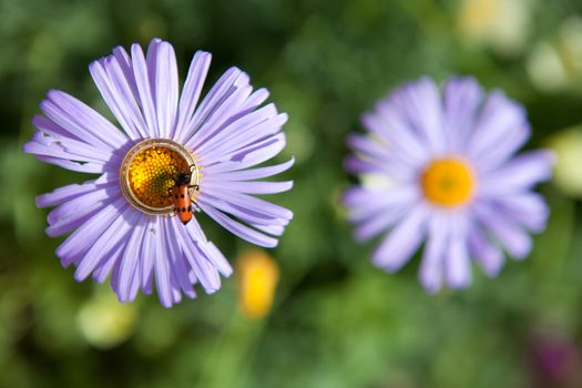 wedding rings on the flower with a beelte