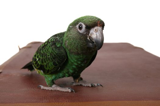 6 month old Jardine parrot on a white background 