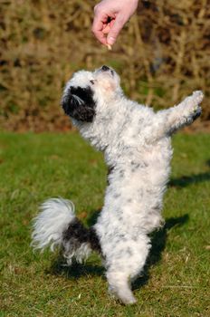 A sweet dog is standing up begging for food