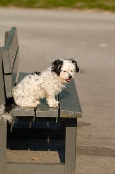 Dog is resting on a bench.