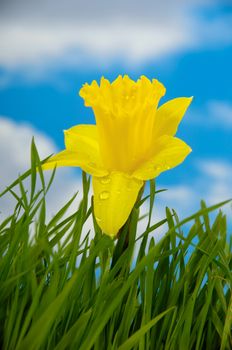 Daffodil flower with water drops in green grass with a blue and cloudy sky.