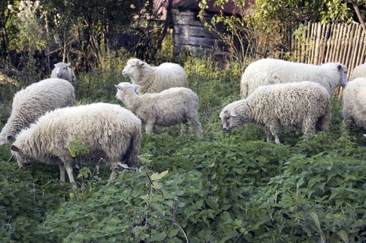 Sheep grazing