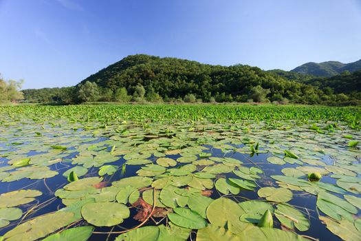 river filled with wild lillypads