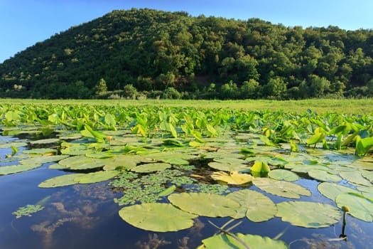 Wild lilypads on a lake in Montenegro