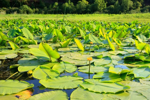 Wild lilypads in bloom on a river