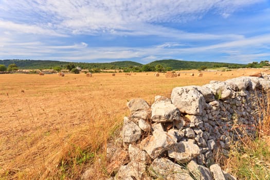 Golden straw bales in an open field