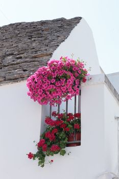 Pink and red flowers on a white wall in Italy