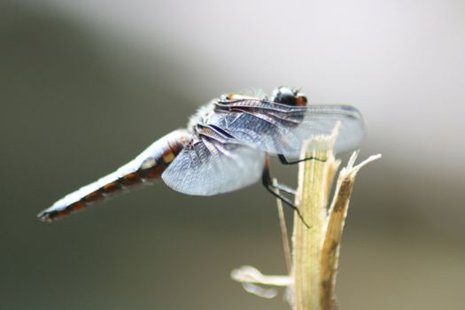 Libelle sitzend und auf Beute wartend	Dragonfly sitting and waiting for prey