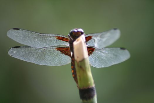 Libelle wartet mit ausgebreiteten Flügeln auf Beute	
Dragonfly waits with outstretched wings on prey