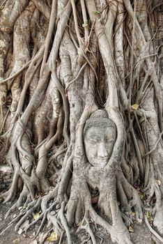 Buddha head carved in a tree in Wat Mahathat temple in Ayutthaya Thailand